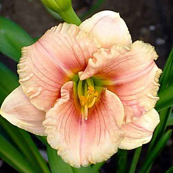 Лилейник гибридный Силоам Френч Дол