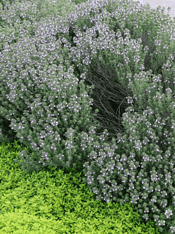 Тимьян обыкновенный Compactus