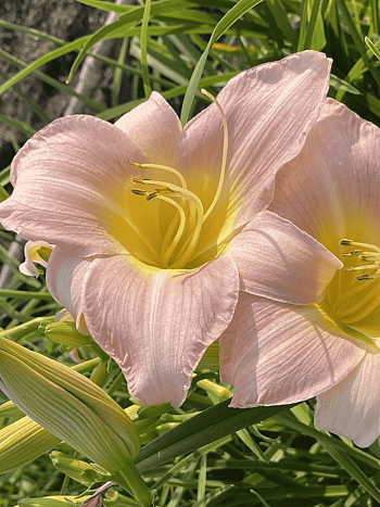 Лилейник Catharine Woodbury