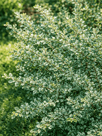Барбарис Тунберга Silver Beauty
