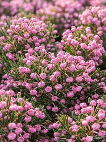 Андромеда многолистная Blue Ice