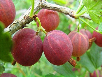 Крыжовник Мускатный Крыжовник Мускатный