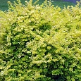 Барбарис Тунберга Aurea