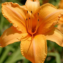 Лилейник гибридный Раффлд Эприкот