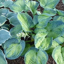 Хоста Blue Shadows