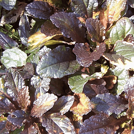 Живучка ползучая Multicolor