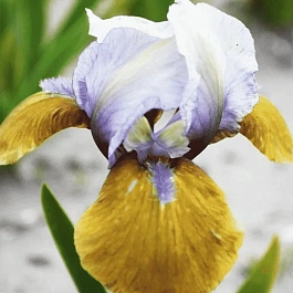 Ирис карликовый Hokus Pokus