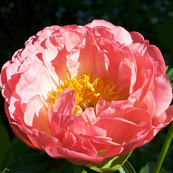 Пион травянистый Корал Бич