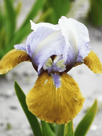 Ирис карликовый Hokus Pokus