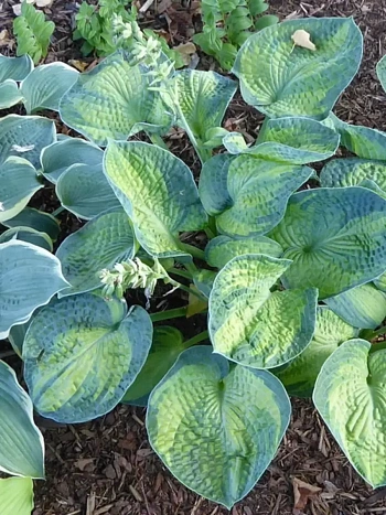 Хоста Blue Shadows