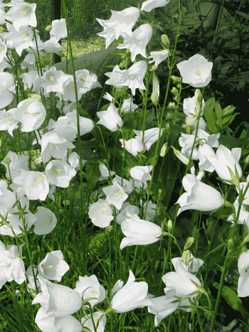 Колокольчик персиколистный Alba