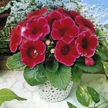 Глоксиния Этуаль де Фё