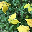 Клематис Little Lemons