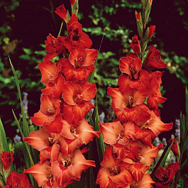 Гладиолус крупноцветковый Африка