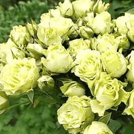 Роза спрей  Luviana