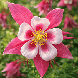 Аквилегия вееровидная Spring Magic Rose And White