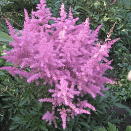 Астильба гибридная Younique Lilac