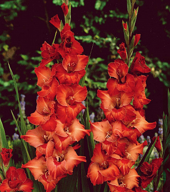 Гладиолус крупноцветковый Африка