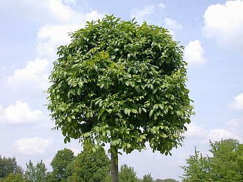 Ясень Обыкновенный Глобозум штамб