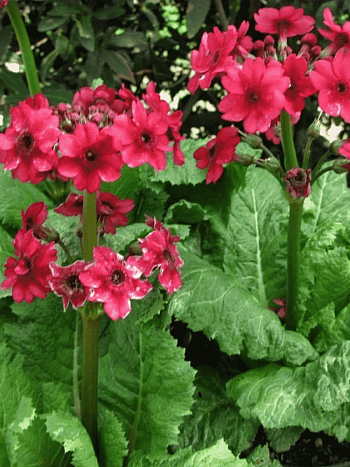 Примула японская Millers Crimson