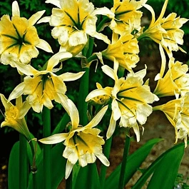 Исмена Sulphur Queen