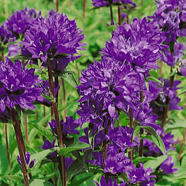 Колокольчик скученный Dahurica