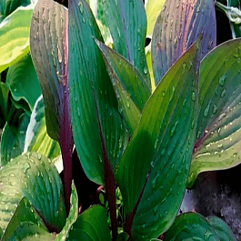 Хоста First Blush