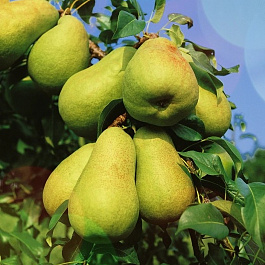Груша плодовая Нежность Груша плодовая Нежность