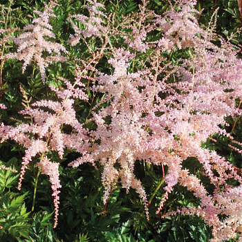 Астильба простолистная Пинк Лайтнинг НАБОР 2ШТ (1+1)