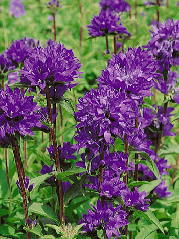 Колокольчик скученный Dahurica