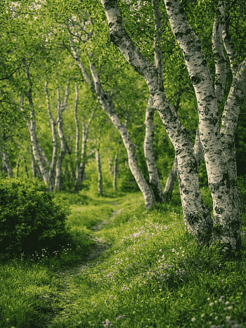 Береза Карельская