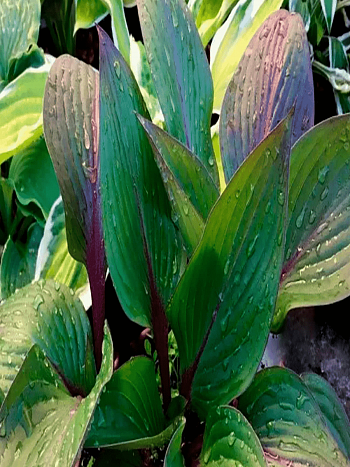 Хоста First Blush