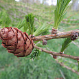 Лиственница европейская Лиственница европейская