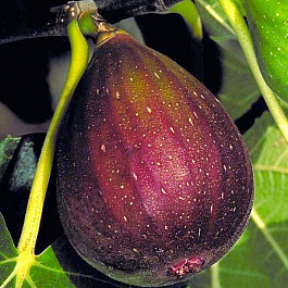 Инжир Браун Туркей