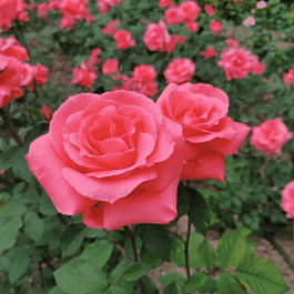 Роза грандифлора Коралловый сюрприз