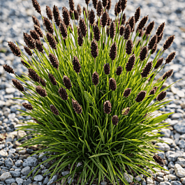 Сеслерия черноцветковая