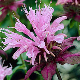 Монарда гибридная Бьюти ов Кобэм