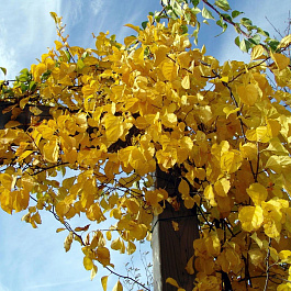 Древогубец круглолистный Геркулес (мужской)