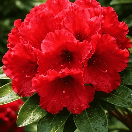 Рододендрон гибридный Red Jack