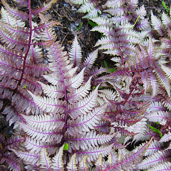 Кочедыжник ниппонский Урсулас Ред