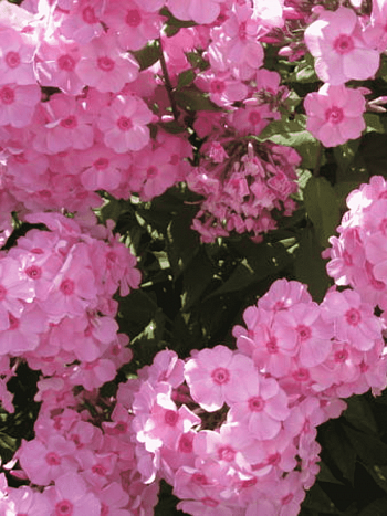 Флокс метельчатый Мисс Ольга