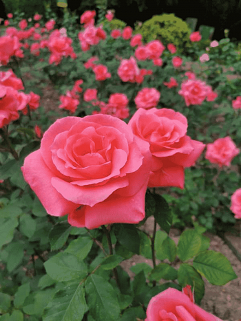 Роза грандифлора Коралловый сюрприз