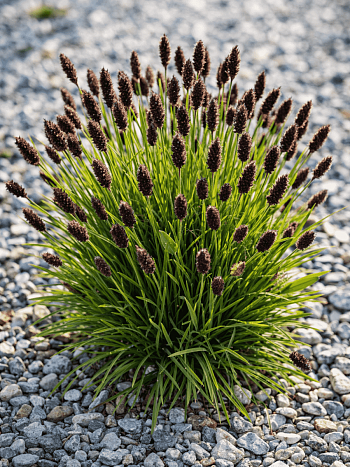 Сеслерия черноцветковая