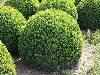 Самшит вечнозеленый Rotundifolia