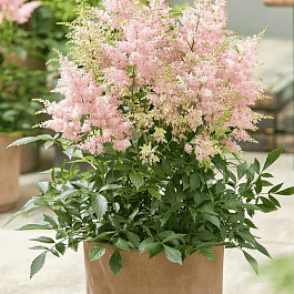 Астильба гибридная Lovely Day