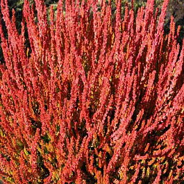 Вереск обыкновенный Zora