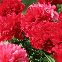 Пион Молочноцветковый Diana Parks