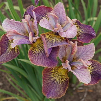 Ирис сибирский Анбаттонд Зипперз НАБОР 2ШТ (1+1)