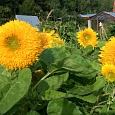 Подсолнечник однолетний Солнышко Подсолнечник однолетний Солнышко
