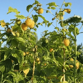 Малина обыкновенная Old Gold